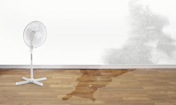 Best Water damage repair service  in Los Alamos, NM